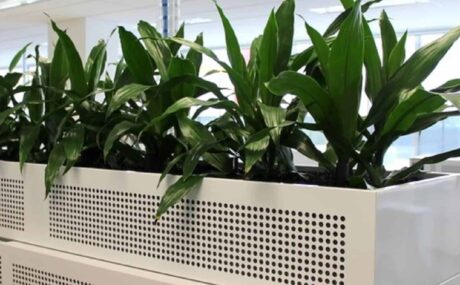 75_Dracaena-Janet-Craig-Planter-1