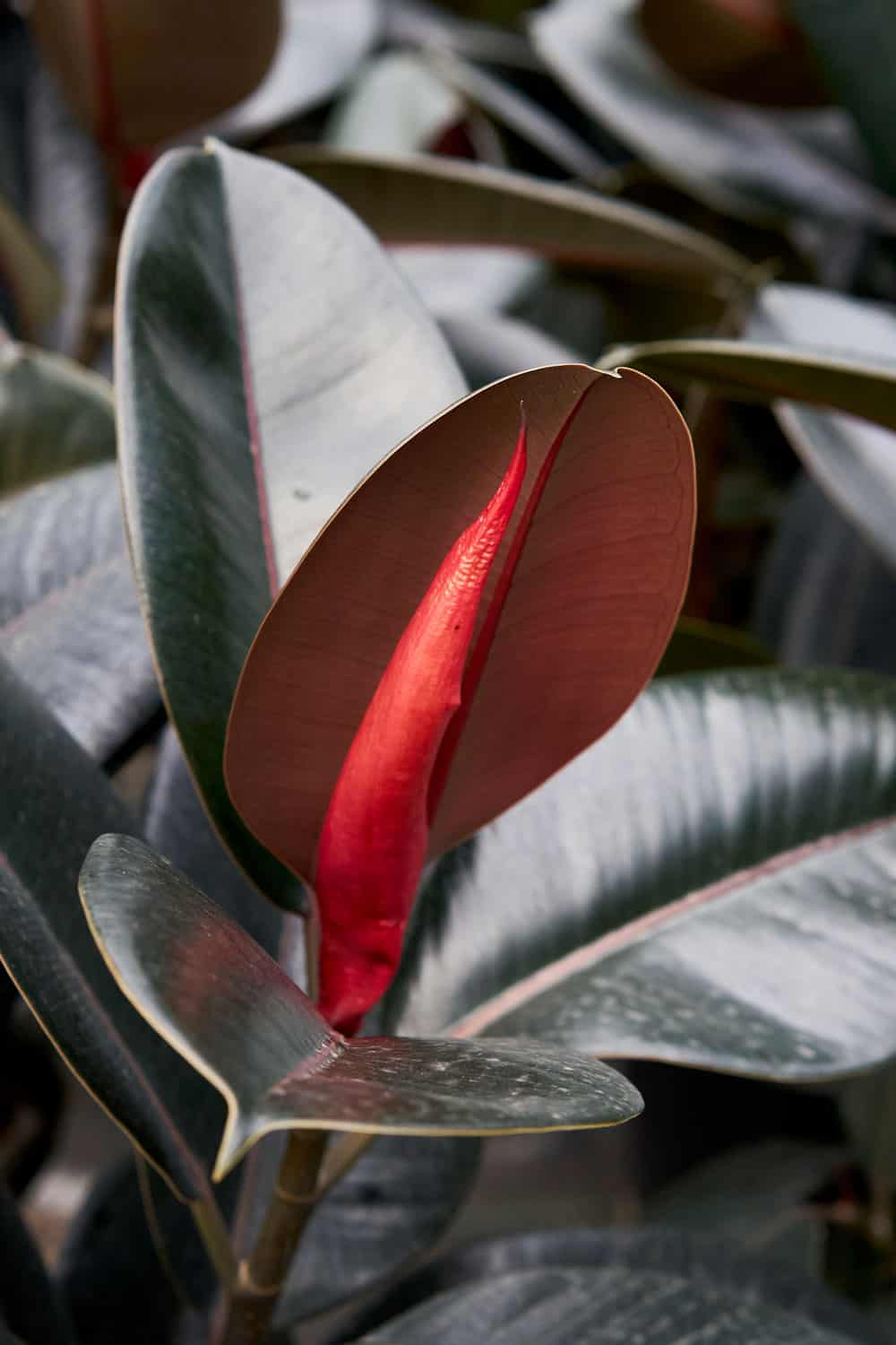 Ficus-Burgundy