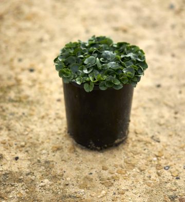 2023_June_Frencham'sWholesaleNursery_271