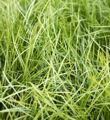 2023_June_Frencham'sWholesaleNursery_44