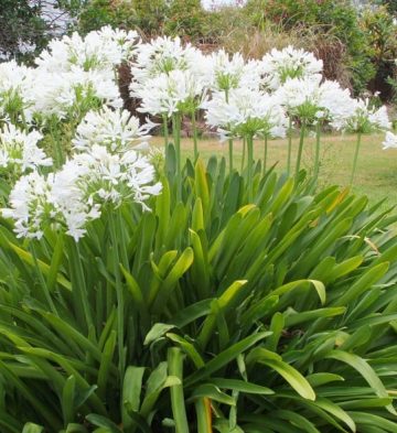 Agapanthus Snowball