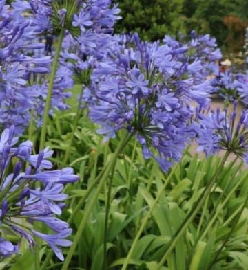 Agapanthus orientalis Blue