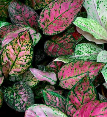 Aglaonema