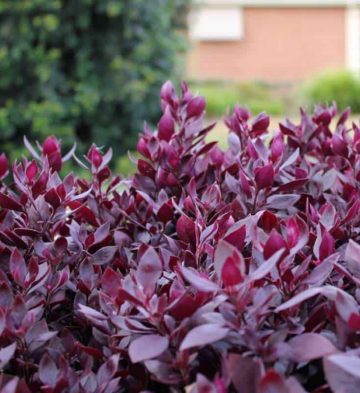 Alternanthera Little Ruby