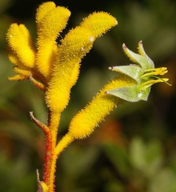 Anigozanthos Yellow Gem