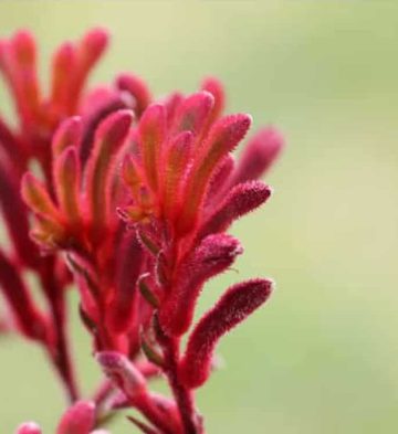 Anigozanthus-Flavidus-Red