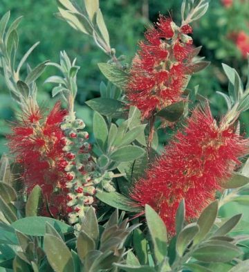 Callistemon Captain Cook