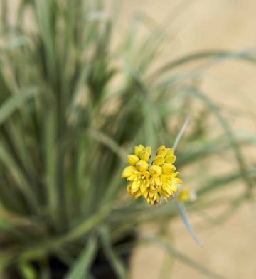 Conostylis Candicans