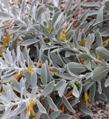 Eremophila Kalbarri Carpet