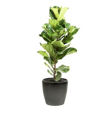 Ficus Lyrata