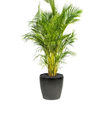 Golden Cane Palm