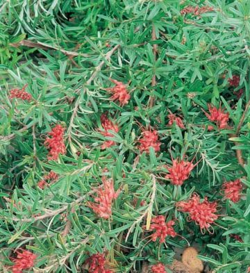 Grevillea Gin Gin Gem