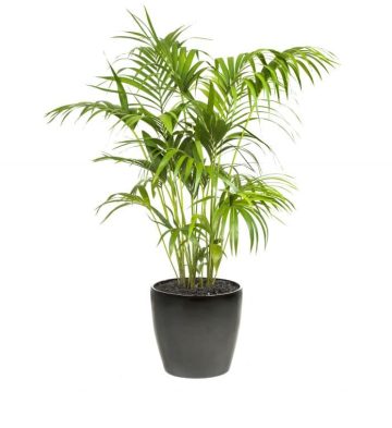 Kentia Palm