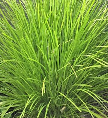 Lomandra Lime Tuff