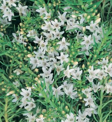 Myoporum Parvifolium Fine Leaf White