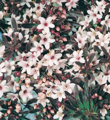 Myoporum Parvifolium Purpurea