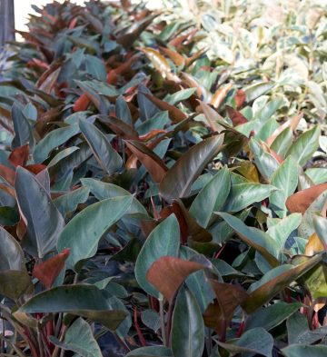 Philodendron-Rojo-Congo