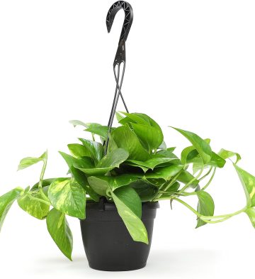 Pothos Hanging