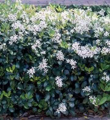 Rhaphiolepsis snow maiden