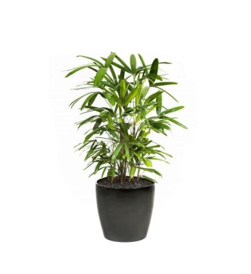 Rhapis Palm