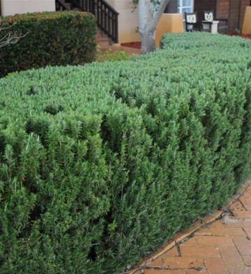 Rosemary-Tuscan-Blue