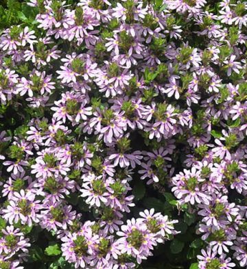 Scaevola Aussie Salute Pink