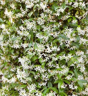 Trachelospremum Jasminoides