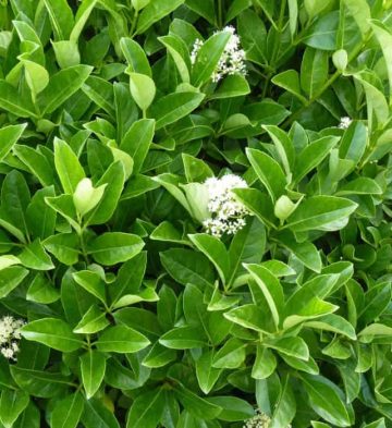 Viburnum Odoratissimum