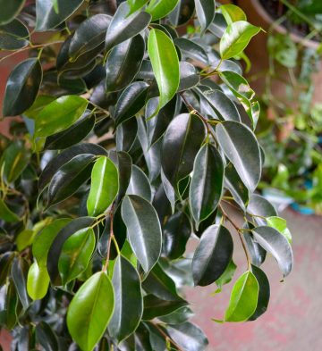 ficus midnight beauty