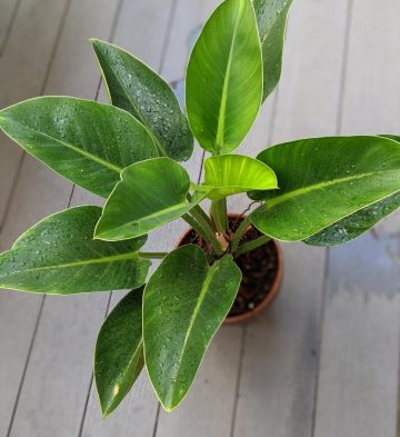 philodendron green apple